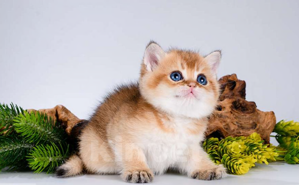 Кошки в Москве: Британские котята. Золотые шиншиллы Мальчик, Бесплатно - фото 4