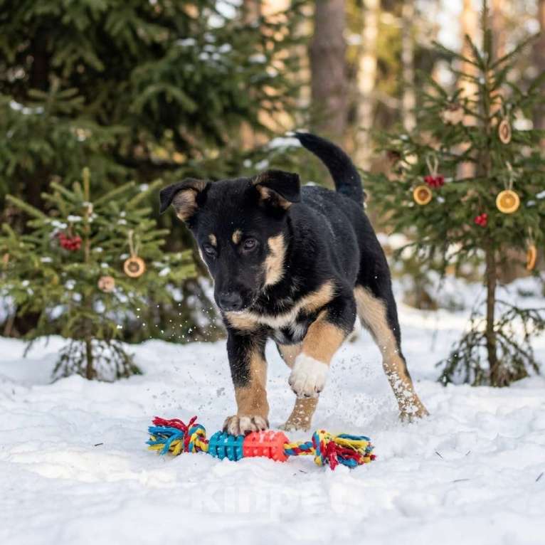 Собаки в Москве: щенок Грейс в добрые руки Девочка, Бесплатно - фото 8