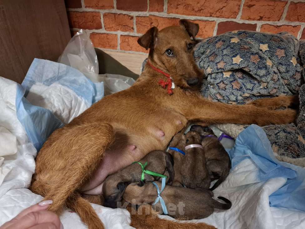 Собаки в Санкт-Петербурге: Щенки ирландского терьера Мальчик, Бесплатно - фото 2