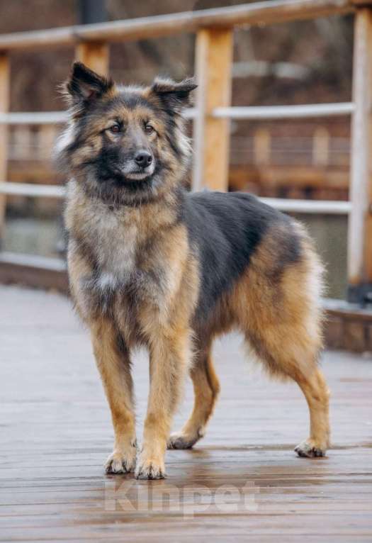 Собаки в других городах Московской области: Обладательница шикарной шубки и не менее шикарного характера в поисках семьи Девочка, Бесплатно - фото 3