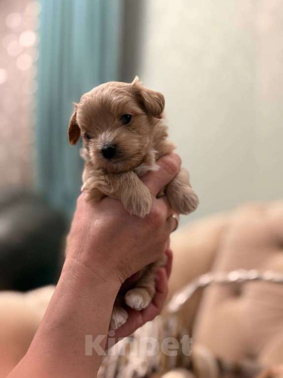 Собаки в Пензе: Мальчик Гучи Мальчик, 150 000 руб. - фото 1