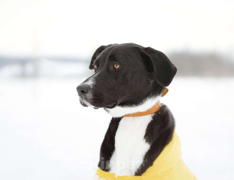 Собаки в Ореховом-Зуево: Агат в надёжные руки Мальчик, Бесплатно - фото 6