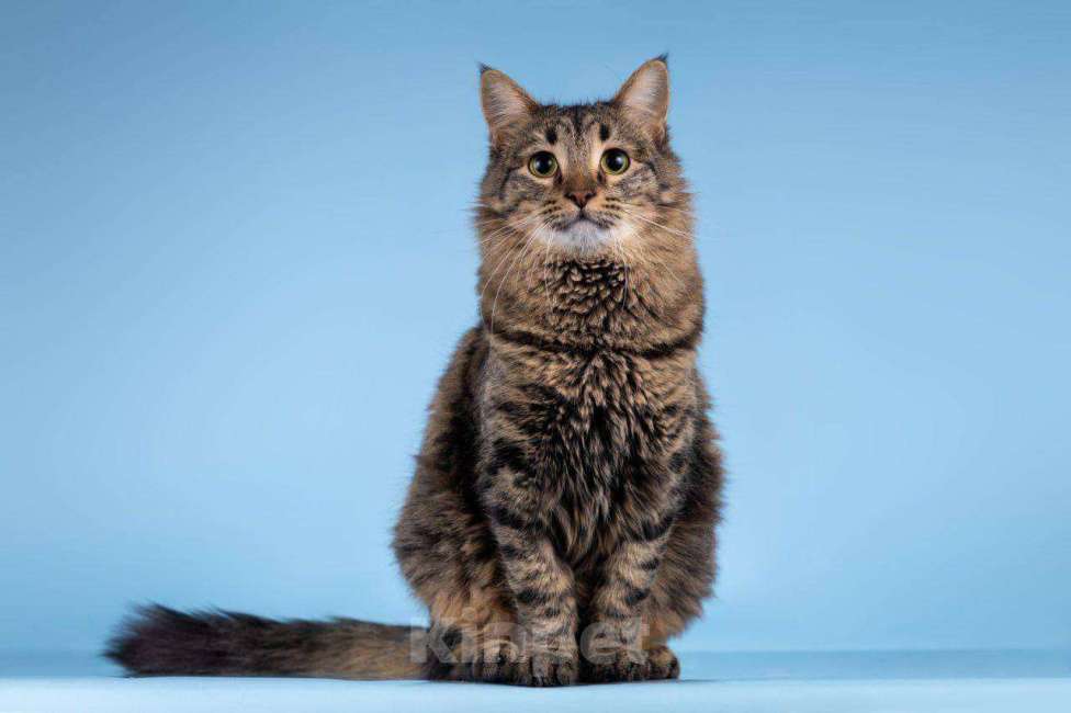 Кошки в Москве: Возьмите в свой дом большое, мягкое и тёплое счастье! Мальчик, Бесплатно - фото 4