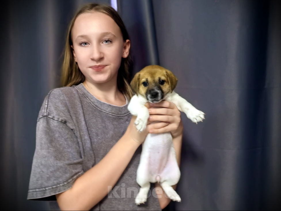 Собаки в Волгограде: Джек-рассел-терьер, щенки Разнополые, 35 000 руб. - фото 1