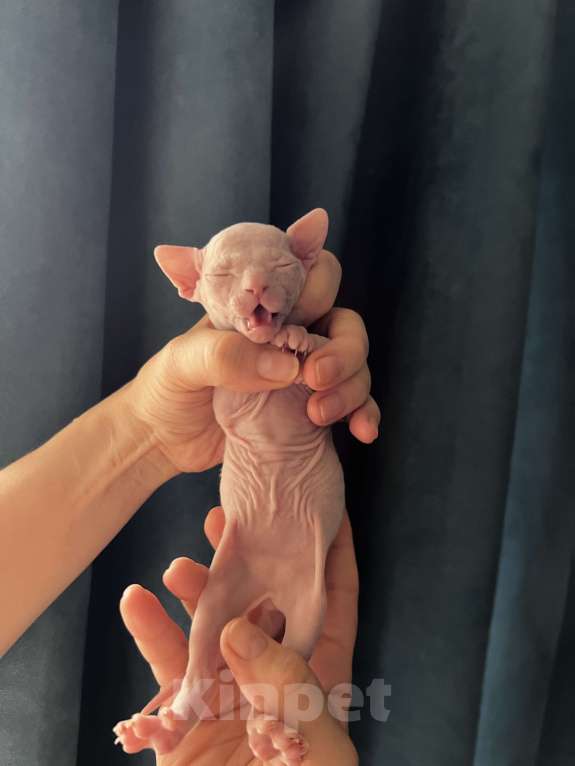 Кошки в Дедовске: Котенок девочка Девочка, Бесплатно - фото 5