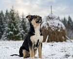 Собаки в Москве: щенок Ника ищет семью Девочка, Бесплатно - фото 8