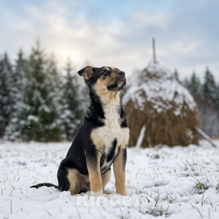 Собаки в Москве: щенок Ника ищет семью Девочка, Бесплатно - фото 8