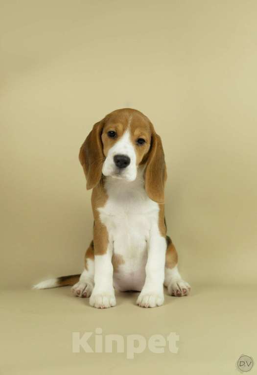 Собаки в Сургуте: Качество, дорого! Девочка, Бесплатно - фото 1