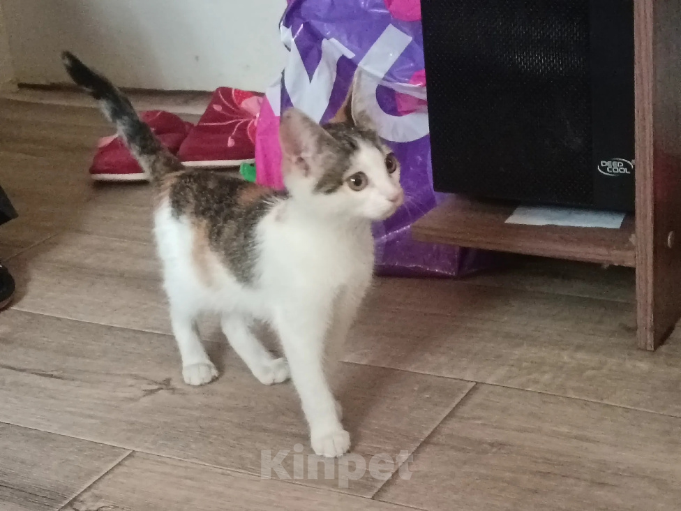 Кошки в Волгограде: Котенок в добрые руки Девочка, Бесплатно - фото 5