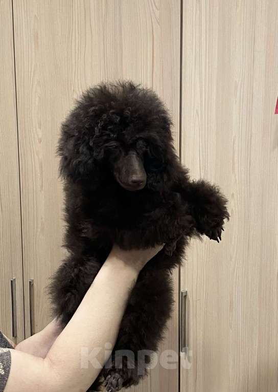 Собаки в Москве: Щенки пуделя Мальчик, Бесплатно - фото 2