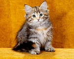 Кошки в Москве: Кошечка Иванка Девочка, 60 000 руб. - фото 2