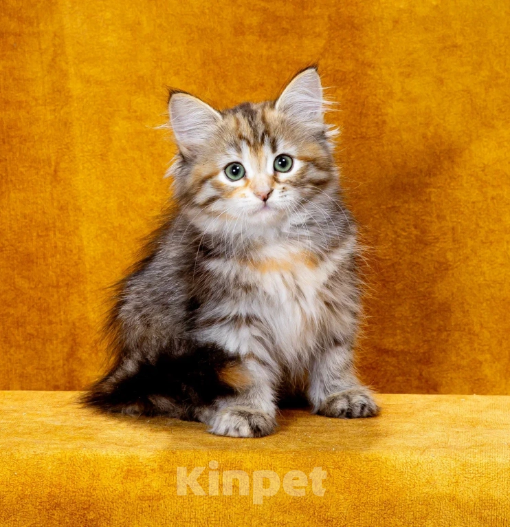 Кошки в Москве: Кошечка Иванка Девочка, 60 000 руб. - фото 2