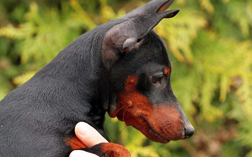 Цвергпинчер - девочка