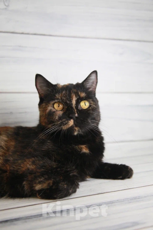 Кошки в Пушкино: БриТося - Британская черепаха  Девочка, 100 руб. - фото 5