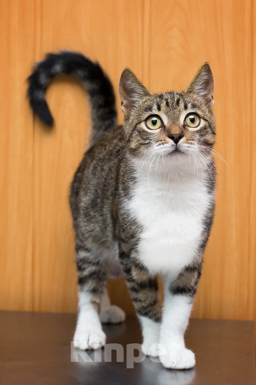 Кошки в Москве: Ласковый котенок Василек в добрые руки Мальчик, Бесплатно - фото 4