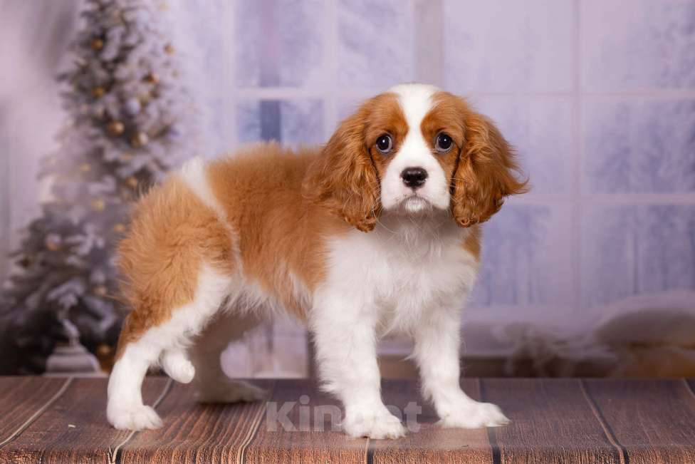 Собаки в Королеве: Кавалер Кинг Чарльз спаниель щенок девочка  Девочка, 75 000 руб. - фото 3