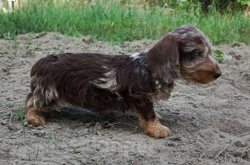 Собаки в других городах Московской области: щенки таксы жш Мальчик, 45 000 руб. - фото 2