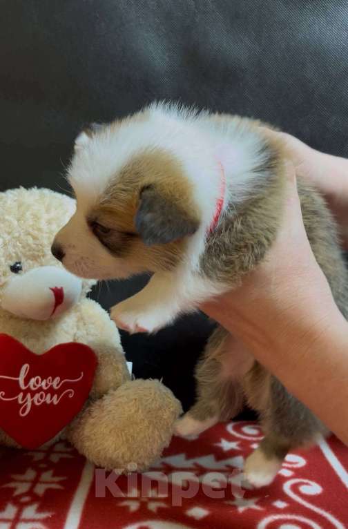 Собаки в других городах Московской области: Вельш корги пемброк мальчик без хвостика  Мальчик, 50 000 руб. - фото 7