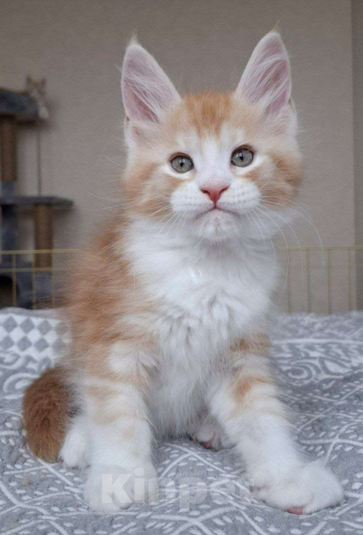 Кошки в Геленджике: Продаётся котёнок мейн-кун, мальчик, яркий рыжий окрас d 03 22, из питомника EdenLight (Геленджик) Мальчик, Бесплатно - фото 2