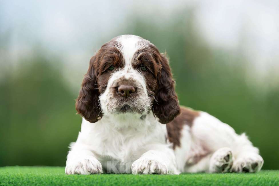 Собаки в Москве: Продам щенков  Английского спрингер спаниеля. Мальчик, 60 000 руб. - фото 2