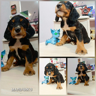 Русский охотничий спаниель мальчик