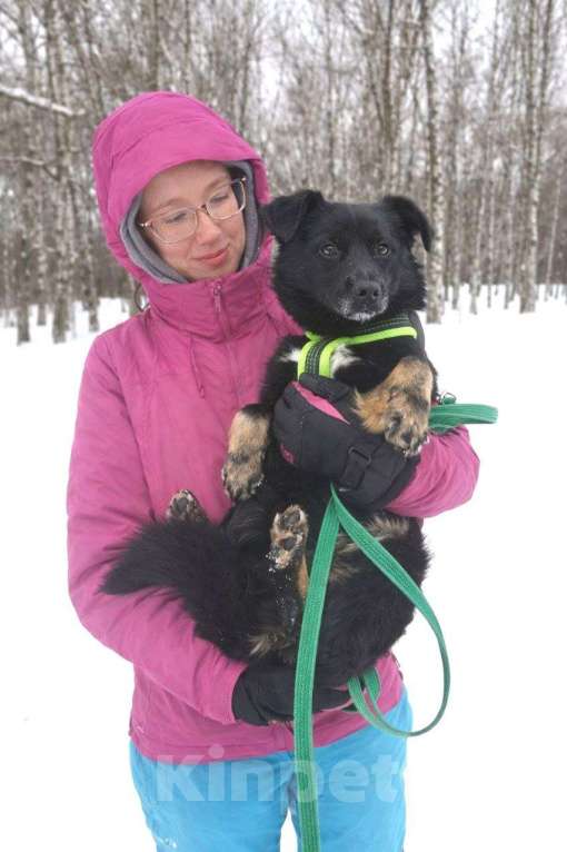 Собаки в Москве: Щенок Чио-Сан (девочка) в добрые руки! Девочка, Бесплатно - фото 2
