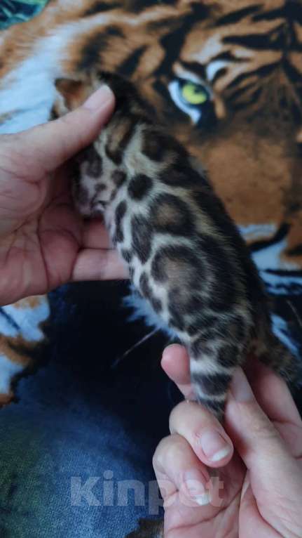 Кошки в Симферополе: Бенгальские котята Мальчик, 80 000 руб. - фото 7