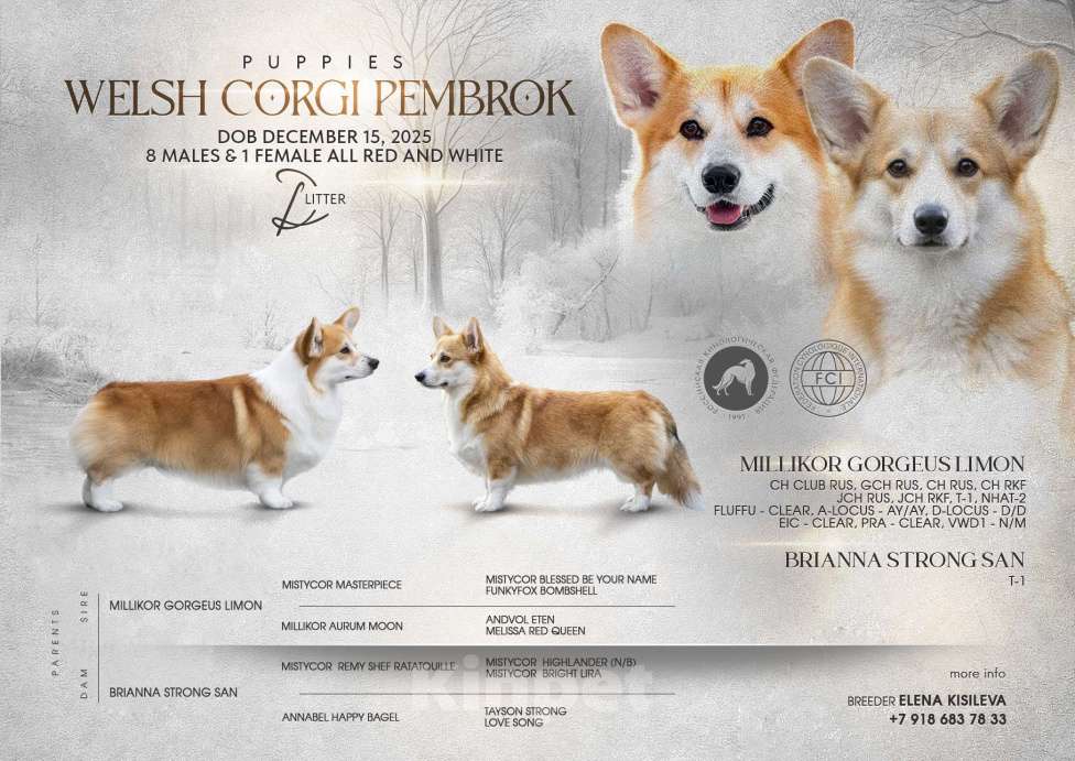 Собаки в Краснодаре: Вельш корги пемброк щенок Мальчик, 50 000 руб. - фото 7