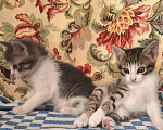 Кошки в Видном: Котёнок - девочка Девочка, 1 руб. - фото 6