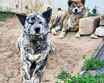 Собаки в Волгограде: Щенки акита ину, 45 000 руб. - фото 1