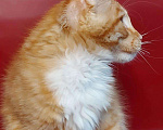Кошки в Усинске: Яркие красотки девочки Мейн Кун Девочка, 22 000 руб. - фото 7
