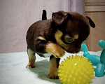 Собаки в Сарове: Щенки чихуахуа Мальчик, 35 000 руб. - фото 3