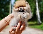 Собаки в Мур: продажа щенков Девочка, 65 000 руб. - фото 1
