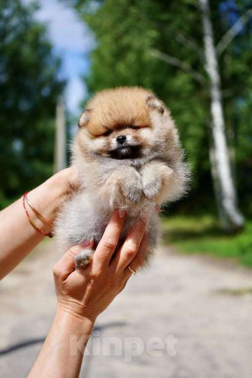 Собаки в Мур: продажа щенков Девочка, 65 000 руб. - фото 1