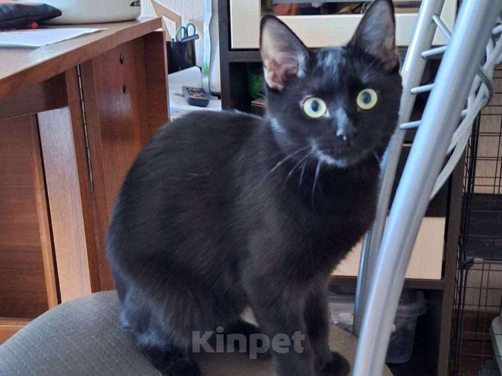 Кошки в Липецке: Черная как тень - Эшли Девочка, Бесплатно - фото 2