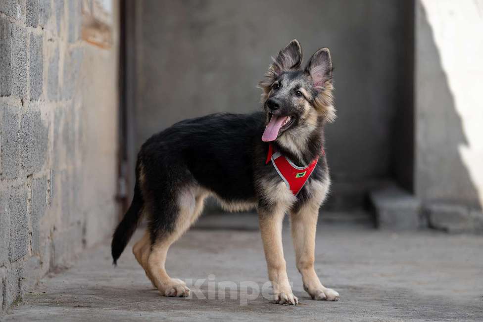 Собаки в Москве: Тайга - ваш личный медвежонок Девочка, Бесплатно - фото 5