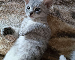 Кошки в Люберцах: Гипоаллергенный котенок Девочка, 5 000 руб. - фото 1