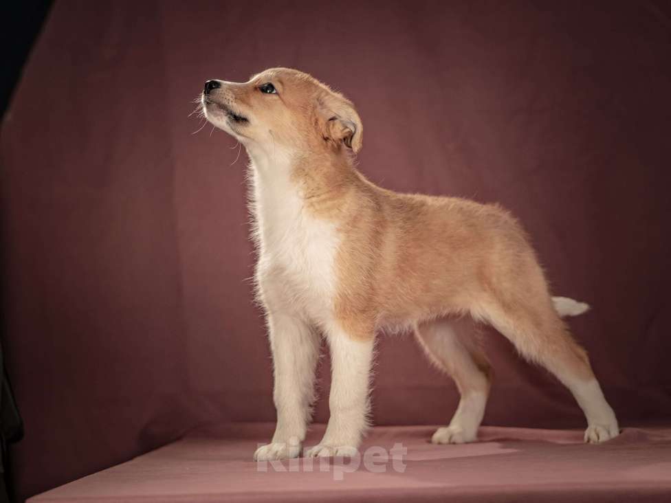 Собаки в Клине: Рейна — солнечная девочка с добрым сердцем, которая станет источником счастья для своей семьи Девочка, Бесплатно - фото 6