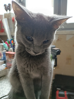 Дымчатый котенок в дар