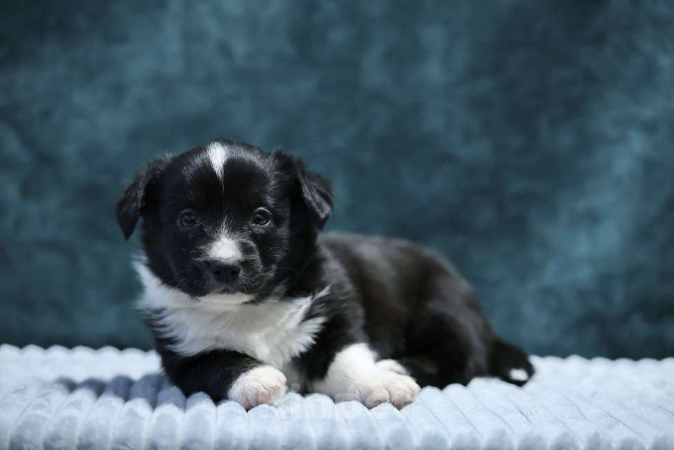 Собаки в Санкт-Петербурге: Шикарный щенок Вельш Корги Кардиган  Мальчик, 45 000 руб. - фото 1