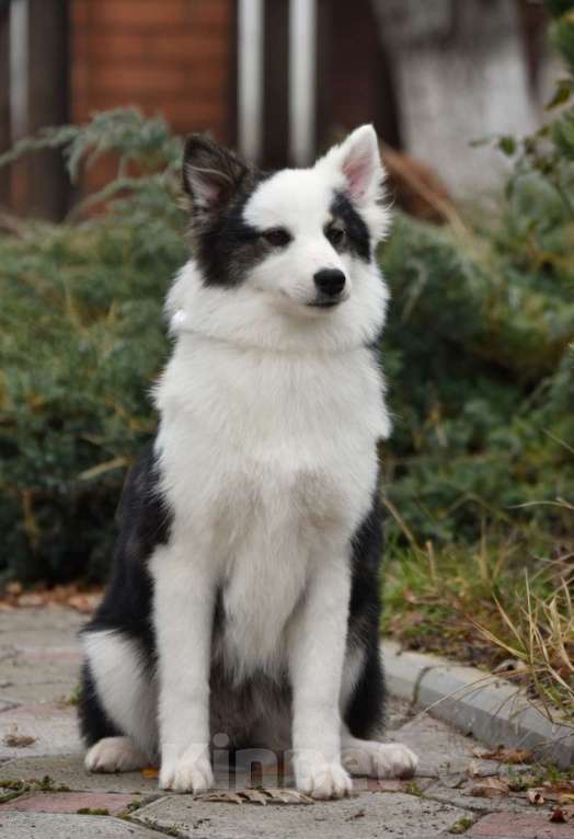 Собаки в Москве: Ненецкая оленегонная лайка. Сука Алекса. Девочка, 60 000 руб. - фото 3