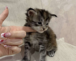 Кошки в Екатеринбурге: Мейн-кун мраморная Девочка, 15 000 руб. - фото 5