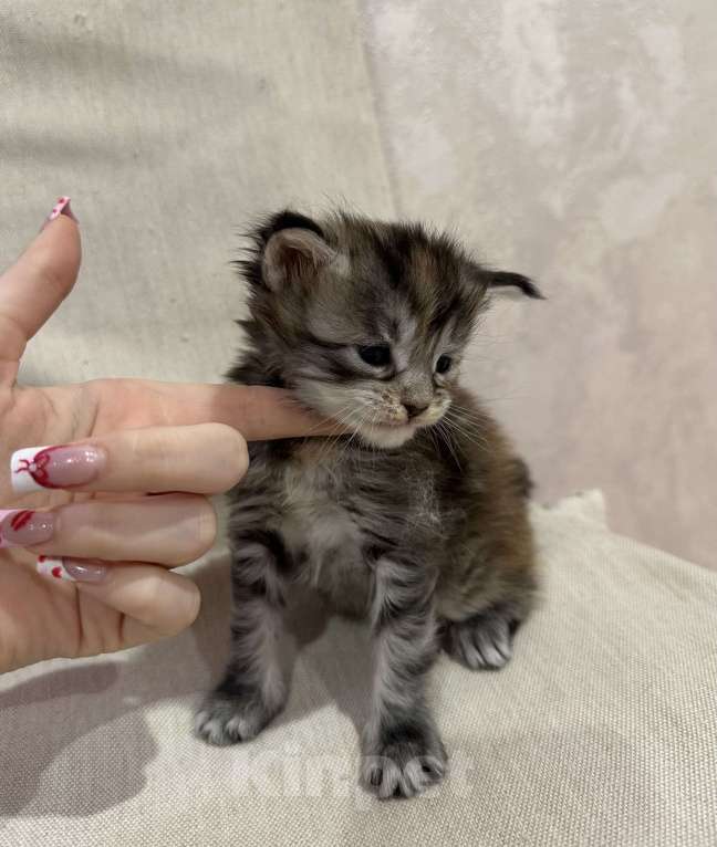 Кошки в Екатеринбурге: Мейн-кун мраморная Девочка, 15 000 руб. - фото 5