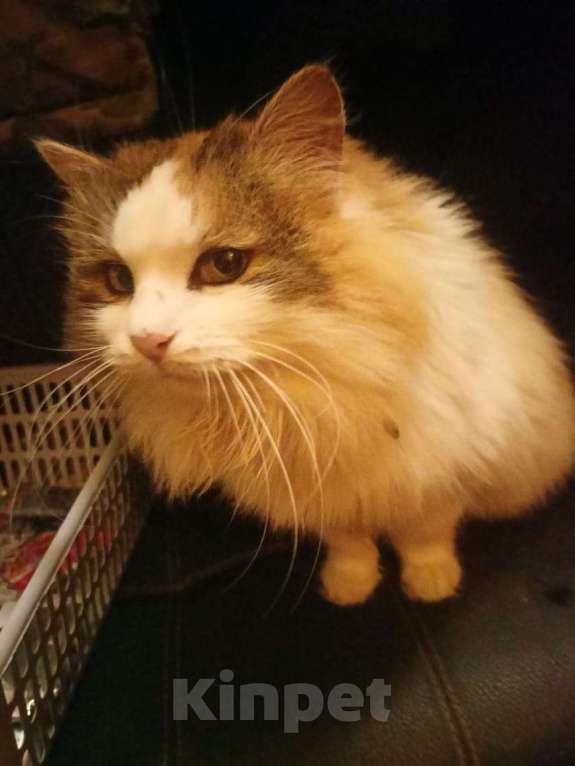 Кошки в Калуге: Кошка Девочка, Бесплатно - фото 5