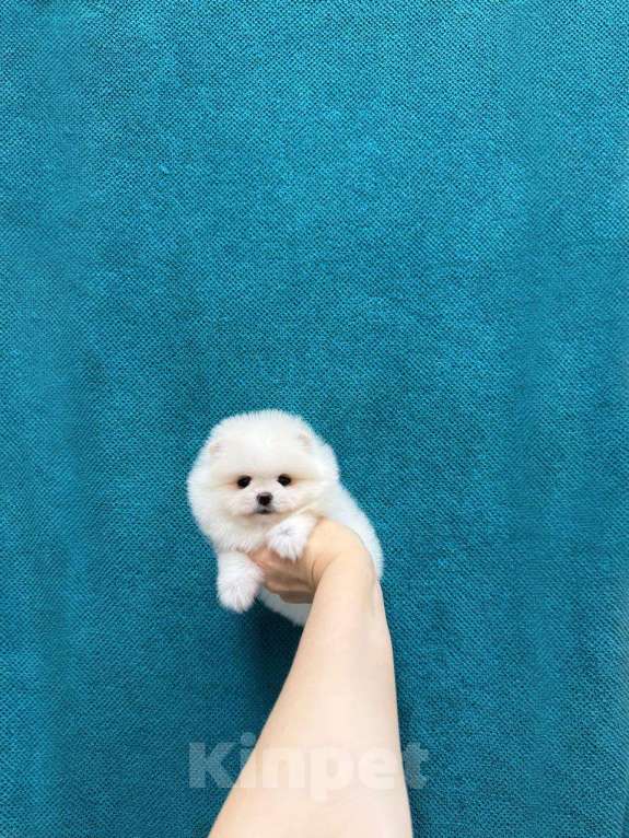 Собаки в Москве: Мальчик померанчик Мальчик, 30 000 руб. - фото 1