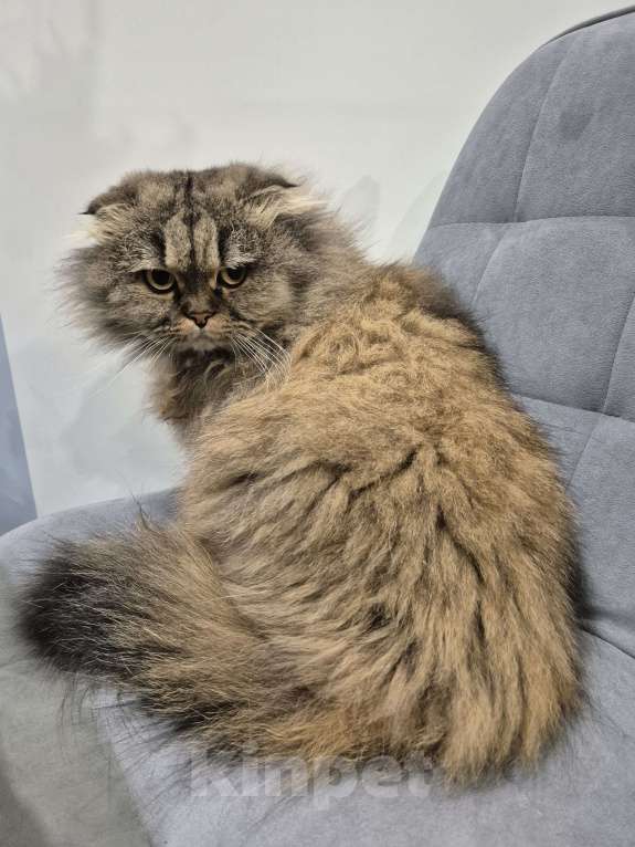 Кошки в Москве: Отдам кошку-девочку в добрые руки.   Девочка, Бесплатно - фото 1