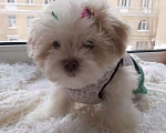 Собаки в Санкт-Петербурге: Мальтезе мини-девочка Дези Девочка, 65 000 руб. - фото 3