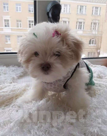 Собаки в Санкт-Петербурге: Мальтезе мини-девочка Дези Девочка, 65 000 руб. - фото 3