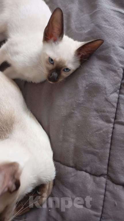 Кошки в Москве: Ориентальный котенок  Девочка, 15 000 руб. - фото 4