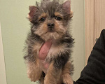 Собаки в Москве: Крупный йорк мраморный мальчик весёлый Мальчик, 50 000 руб. - фото 6